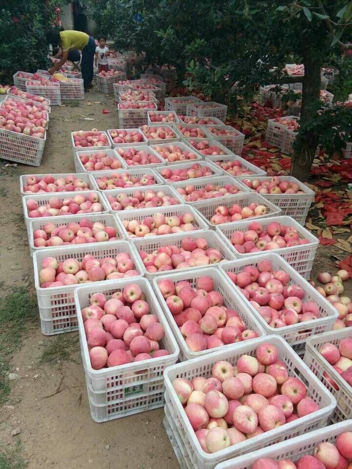 山東紅富士蘋果價格