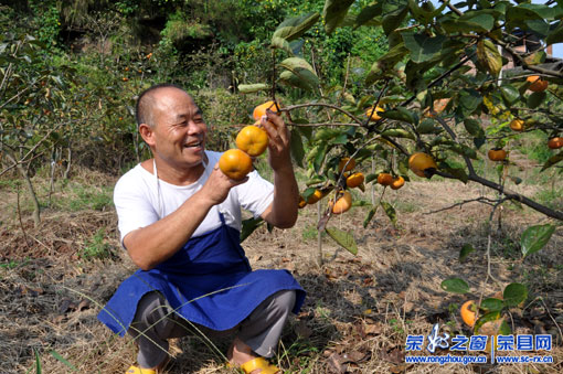 陜西日本甜柿子價(jià)格